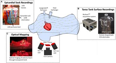 Optical Imaging of Ventricular Action Potentials in a Torso Tank: A New Platform for Non-Invasive Electrocardiographic Imaging Validation